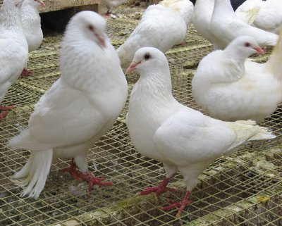Pigeons_Barrois