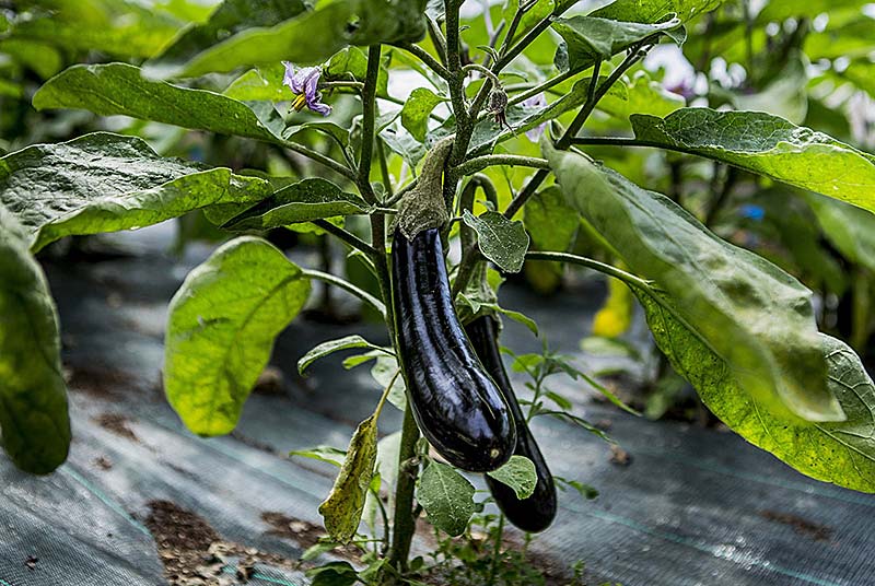 Aujon nos legumes
