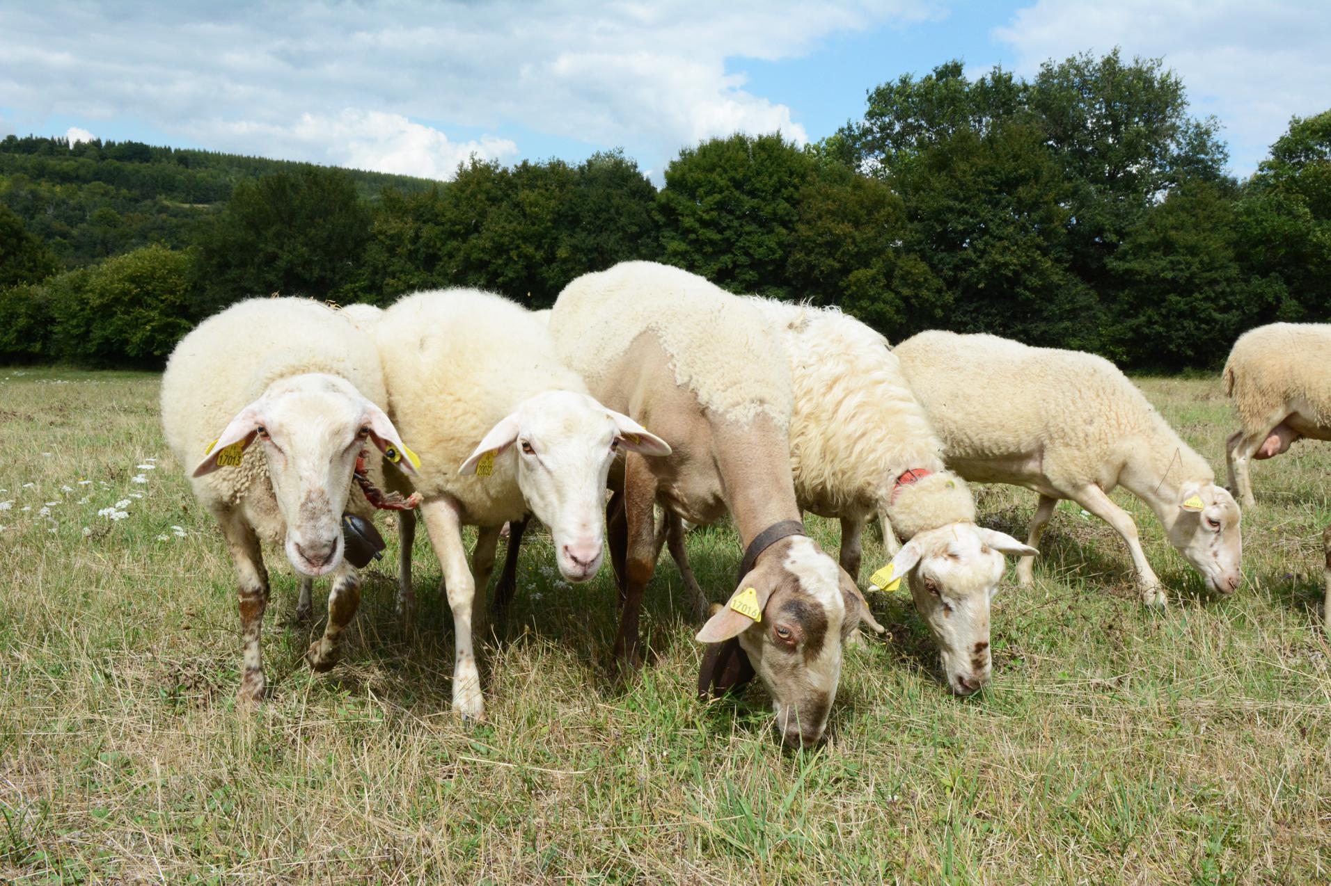 Les brebis au paturage
