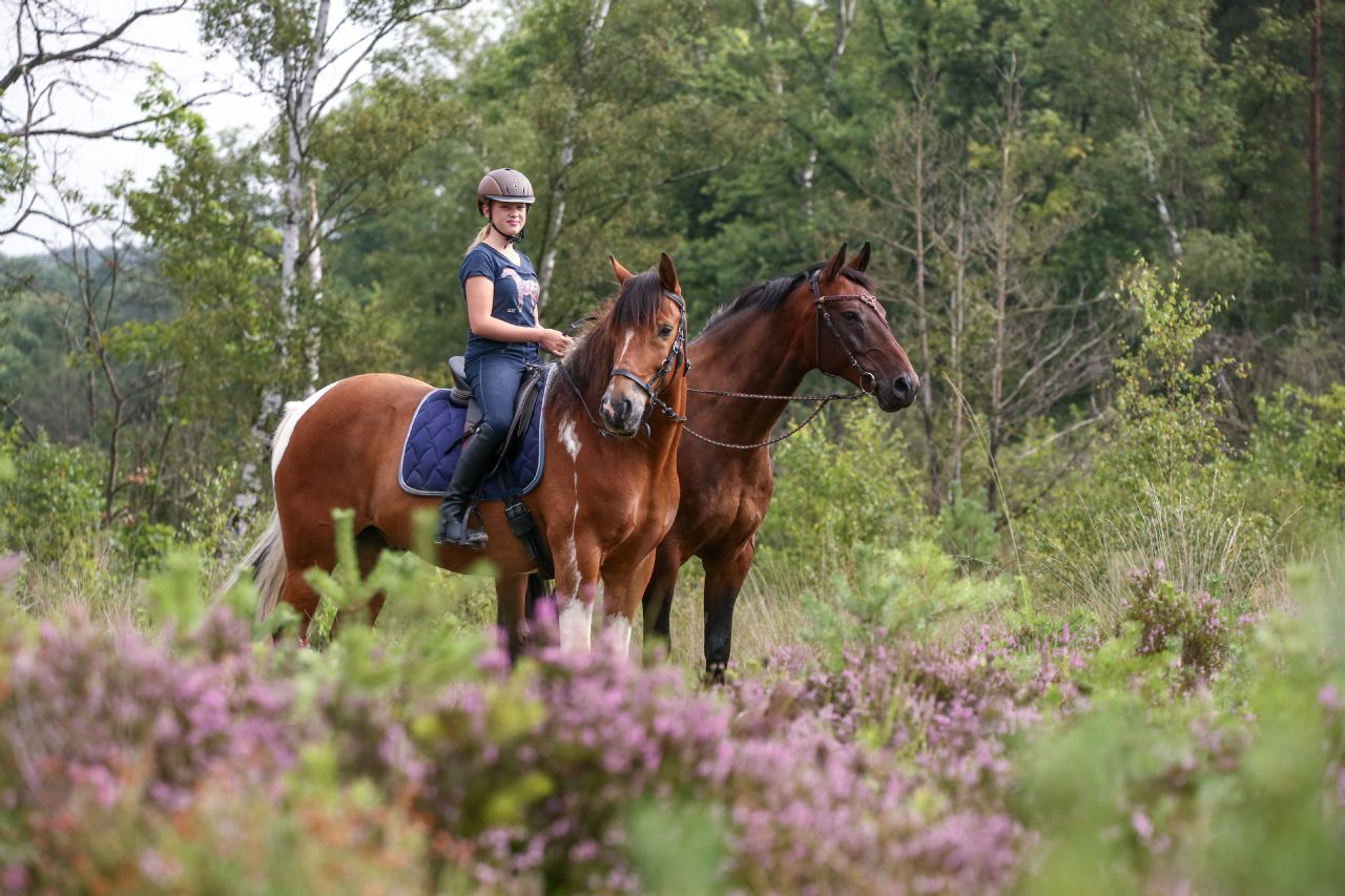 haute marne chevaux balade mdt adobestock adobestock 225082499._1