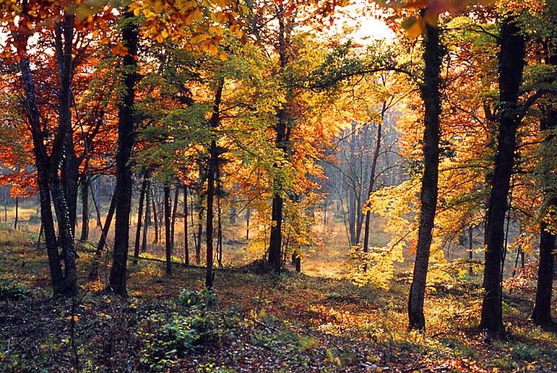 Forêt d'Auberive