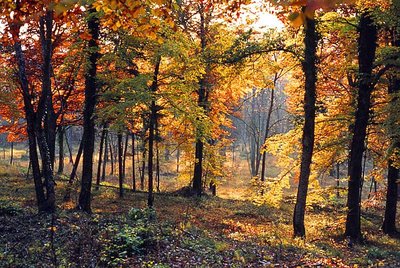 Forêt d'Auberive