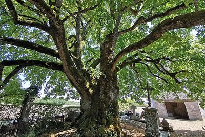Tilleul Sully d'Aubigny-sur-Badin