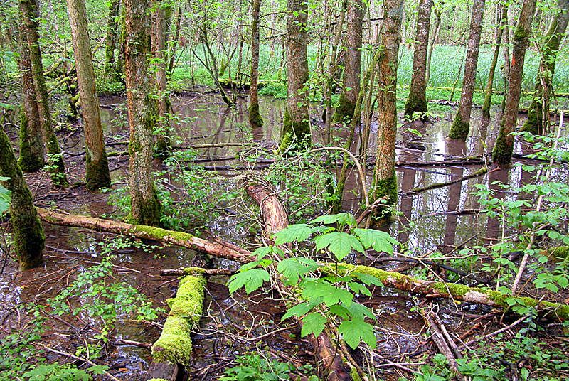 Marais