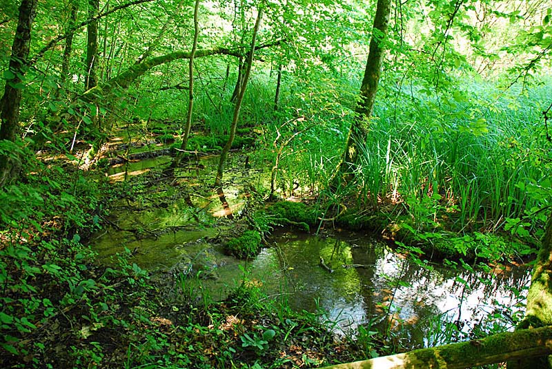 Marais de Senance