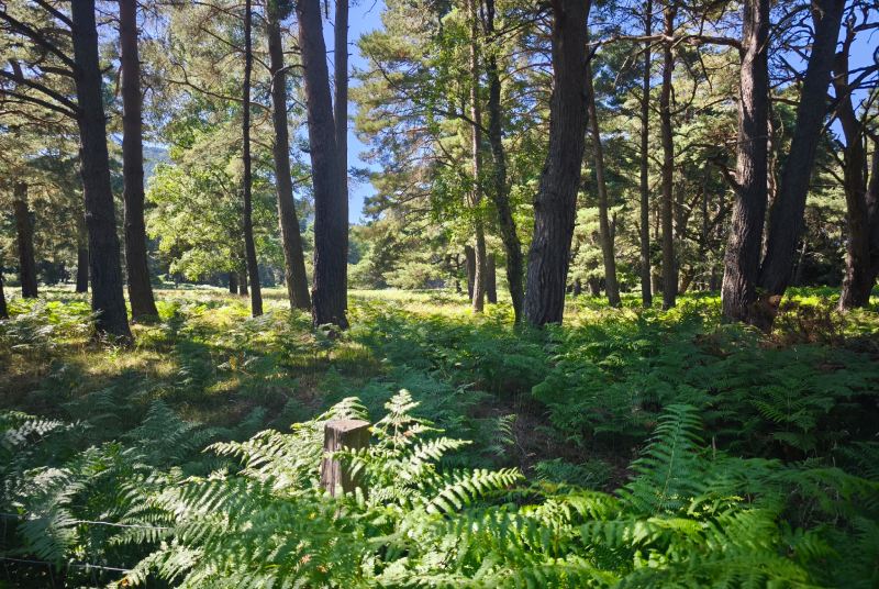 Forêt de Haute-Marne