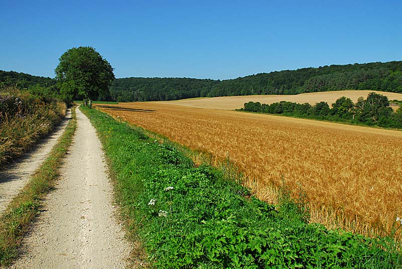 Combe des Riots