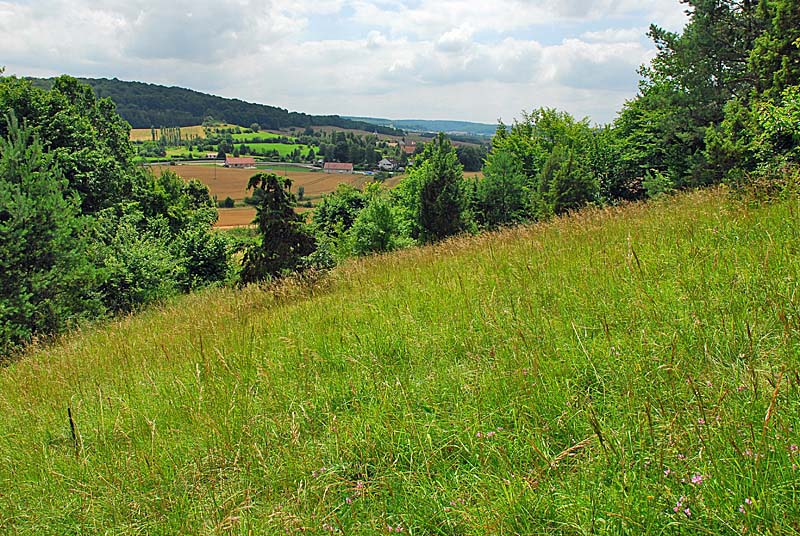 Pelouse sèche de Ternat