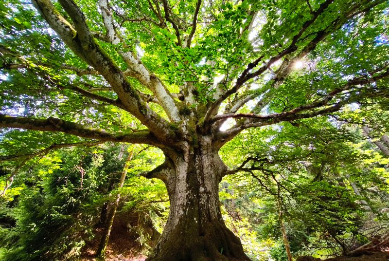 Forêt de Haute-Marne