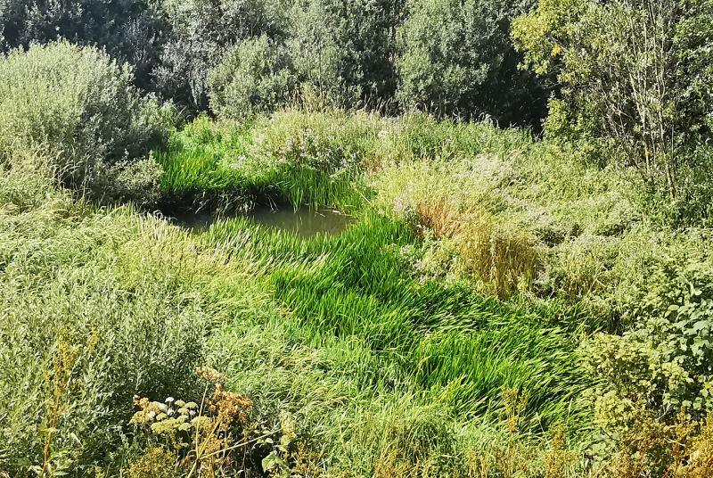 Marais de Haute-Marne