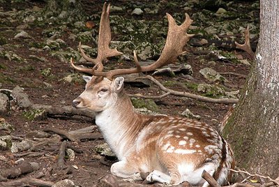 Cerf Sika