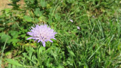Knautie des champs