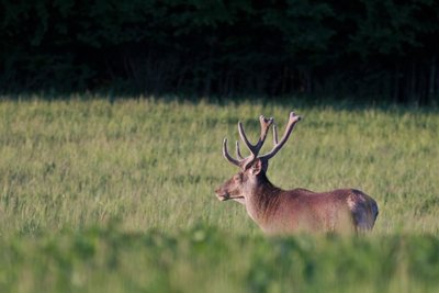 Cerf élaphe