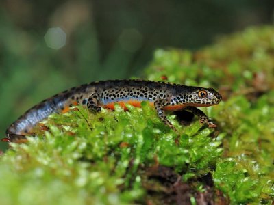 Triton alpestre