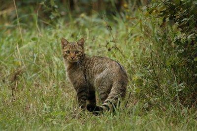 Chat forestier