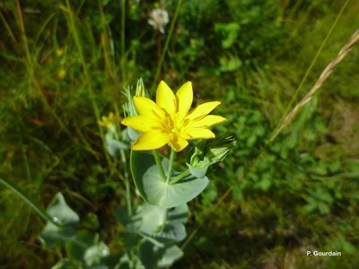 Chlore perfoliée