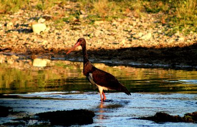 Cigogne noire