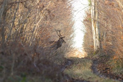 Cerf élaphe