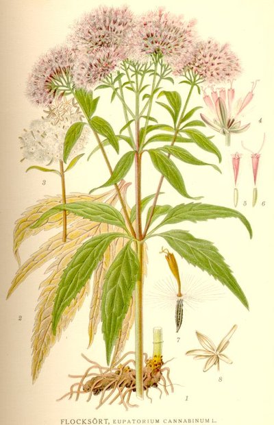 Croquis de l'eupatoire chanvrine