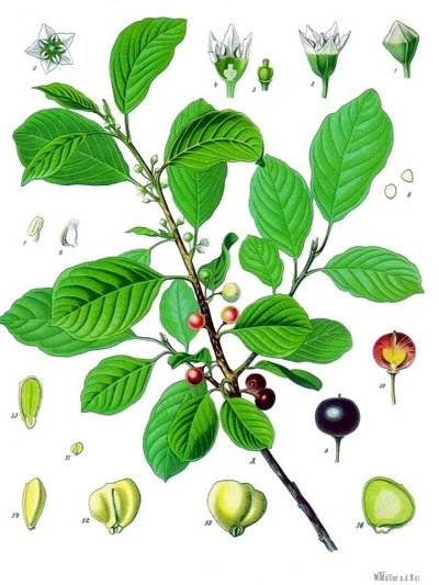 Croquis de la bourdaine