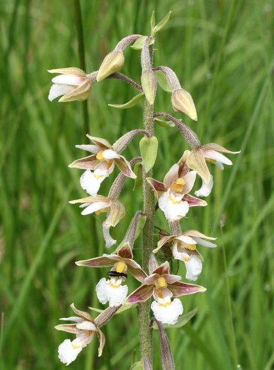 Epipactis des marais