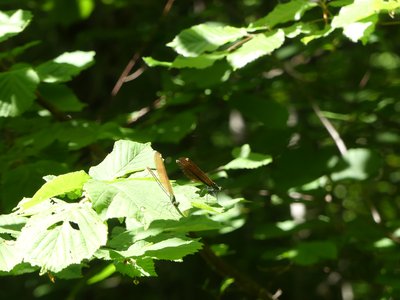 Demoiselles