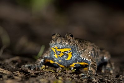 Sonneur à ventre jaune