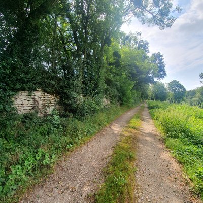 Haie forestière et muret en pierre sèche