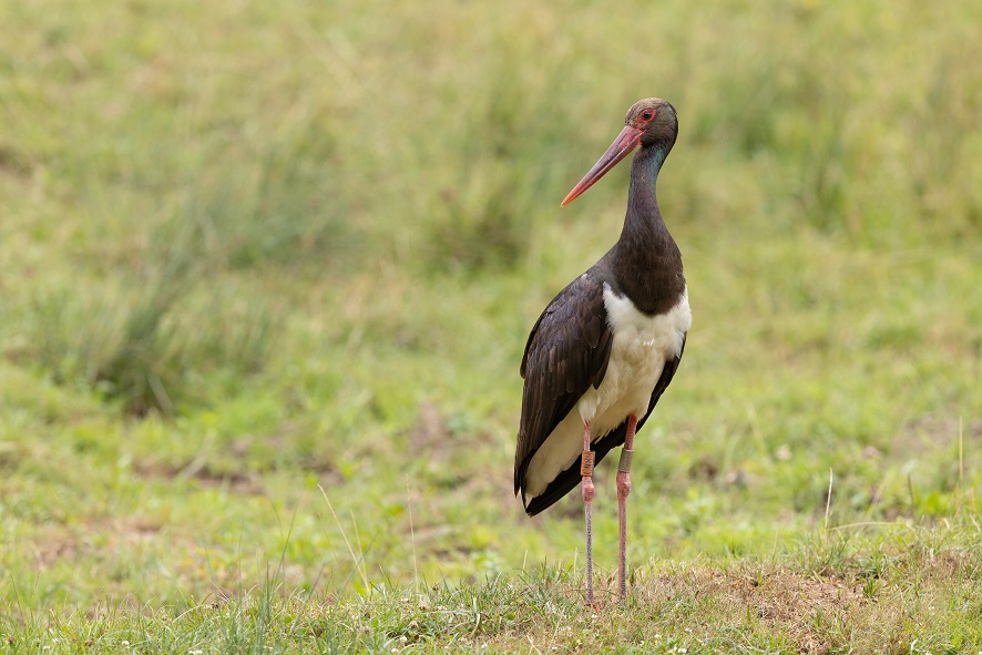 Cigogne noire