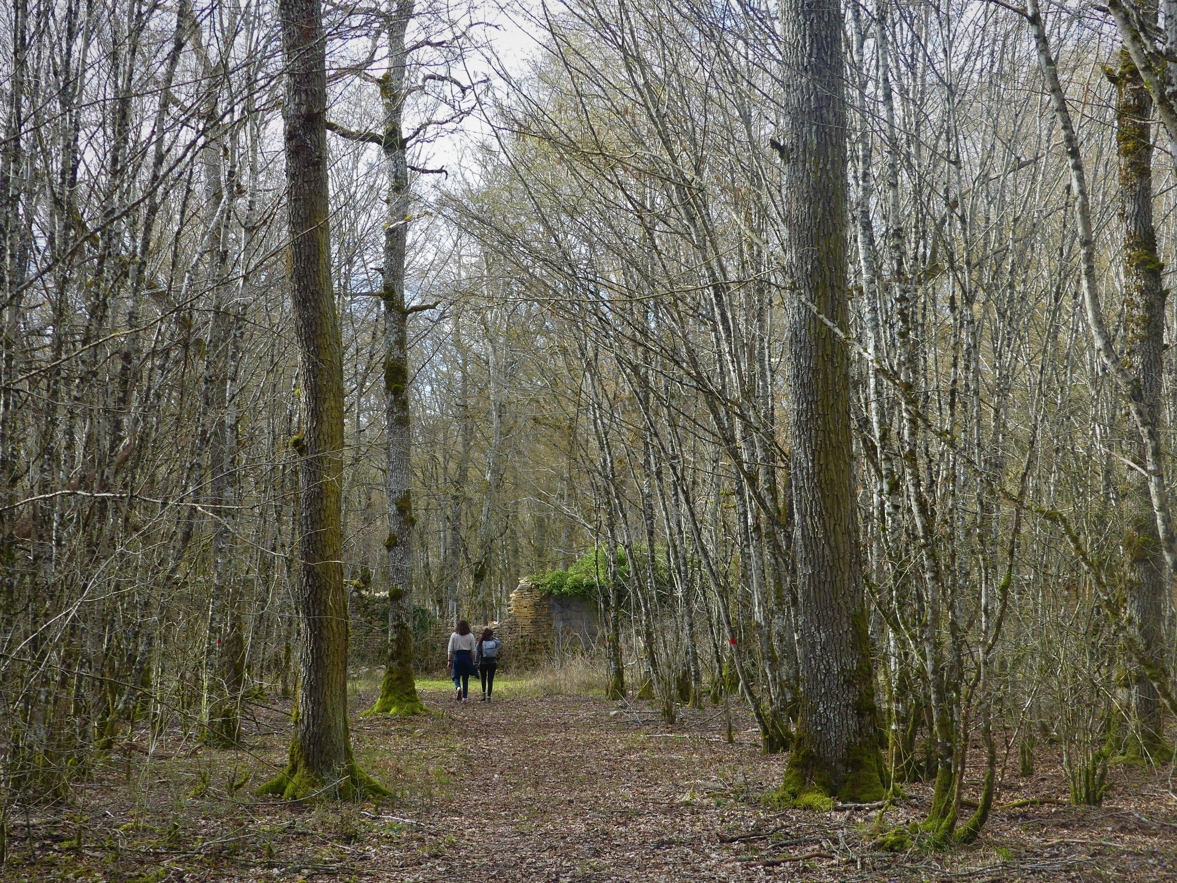 Promeneurs dans la forêt d'Arc-Châteauvillain