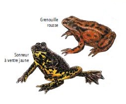 Grenouilles_Conois