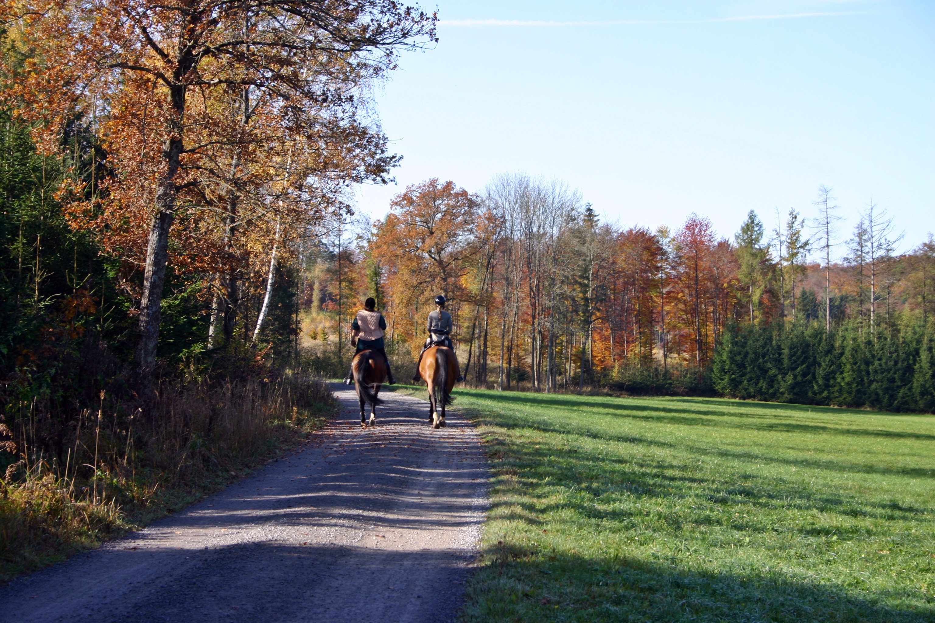 Cavaliers en forêt