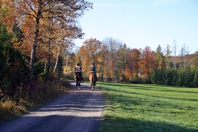 Cavaliers en forêt