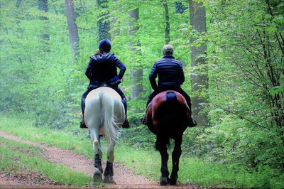 Cavaliers en forêt