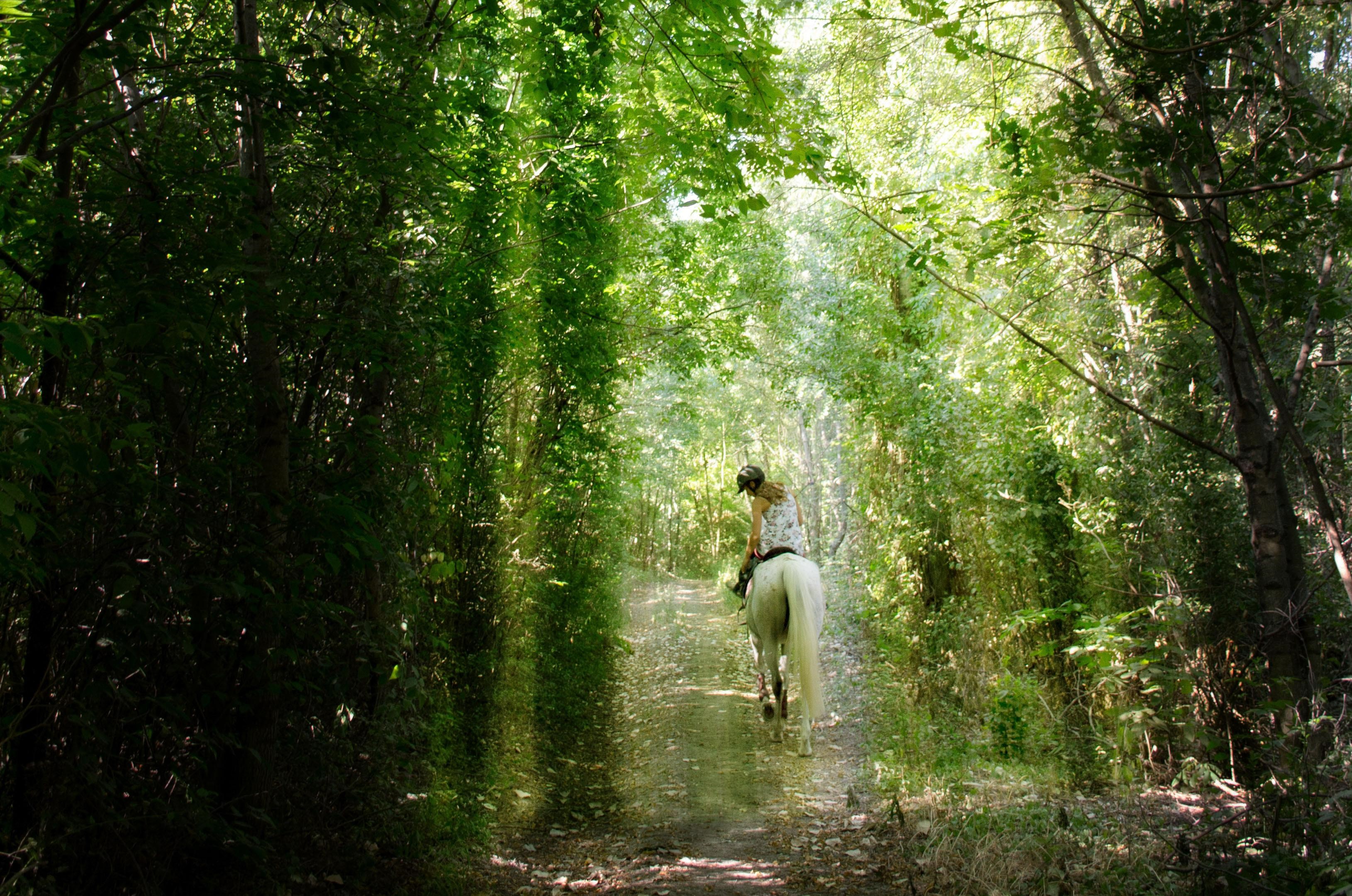 Cavalier en forêt