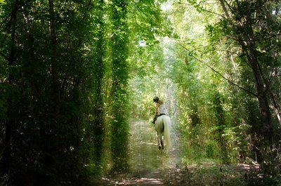 Cavalier en forêt