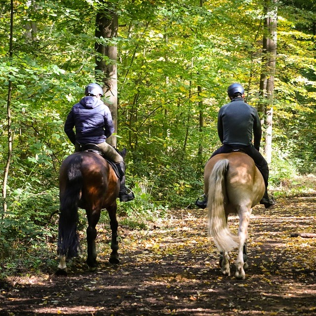 Cavaliers en forêt