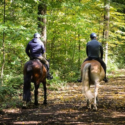 Cavaliers en forêt